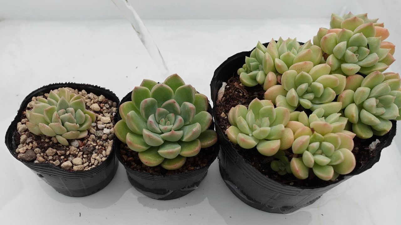 222 [Watering in Summer] When should you water your plants? How