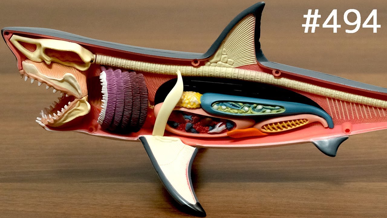 サメ解剖モデルで遊んだり食べたり / Great White Shark Anatomy Model