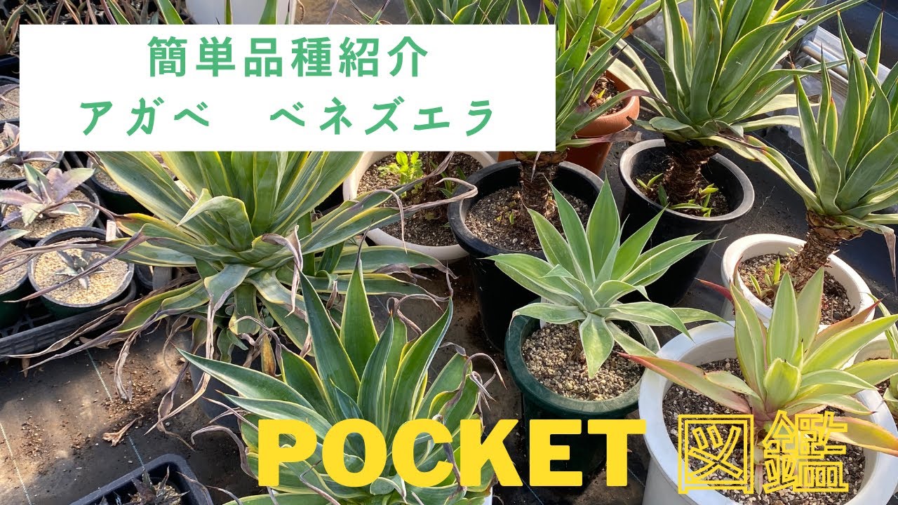 アガベ ベネズエラ（簡単品種紹介）2〜3分で品種を簡単にご紹介