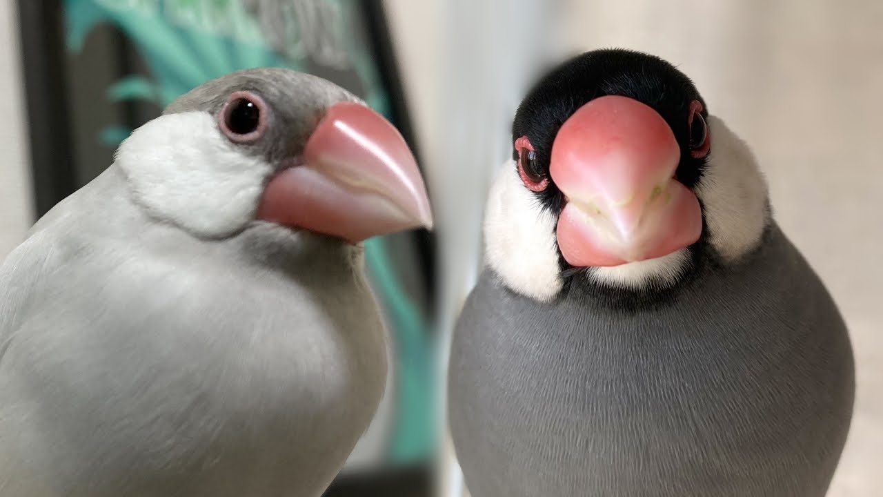 文鳥達の日常とご報告 字幕オンでご覧ください - YouTube