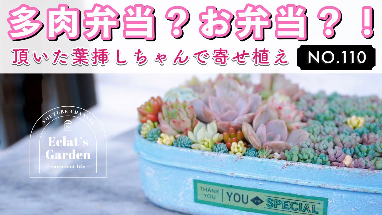 NO.110】【多肉植物】お弁当箱をDIYして鉢に変身！✨ - YouTube