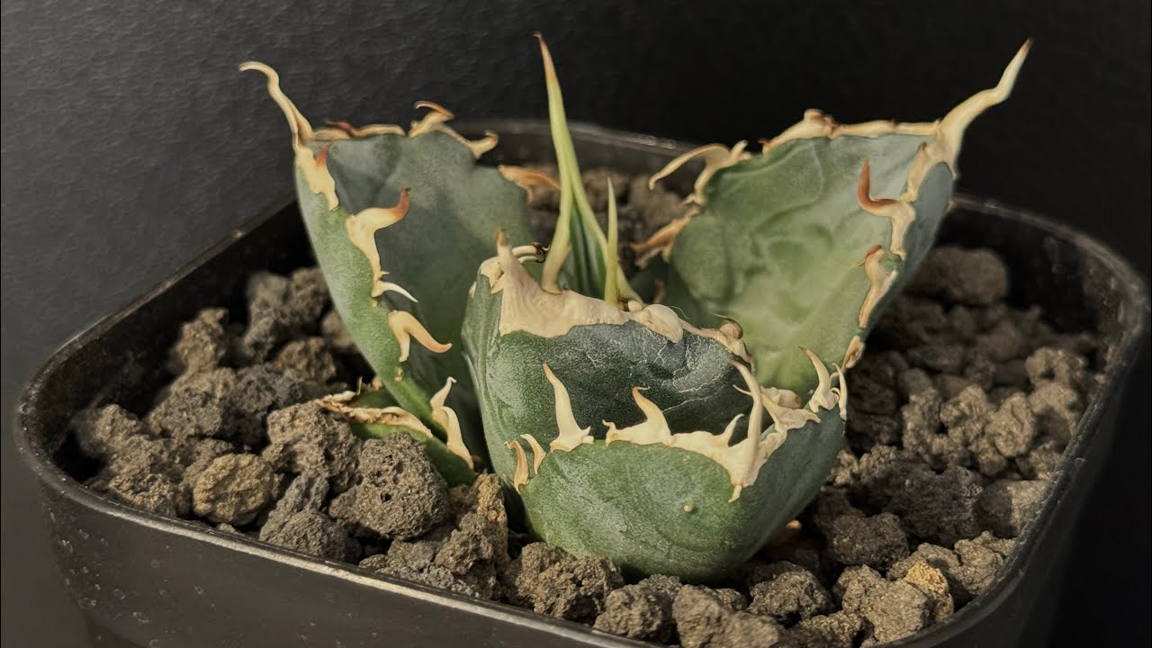 アガベ・チタノタ白鯨(芽／大)-077｜agave titanota white whale