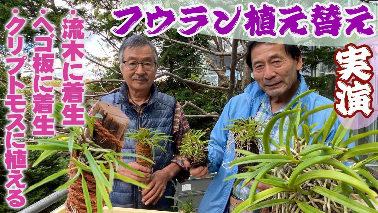 フウラン】大株の植え替え〜青野文和さん編 - YouTube