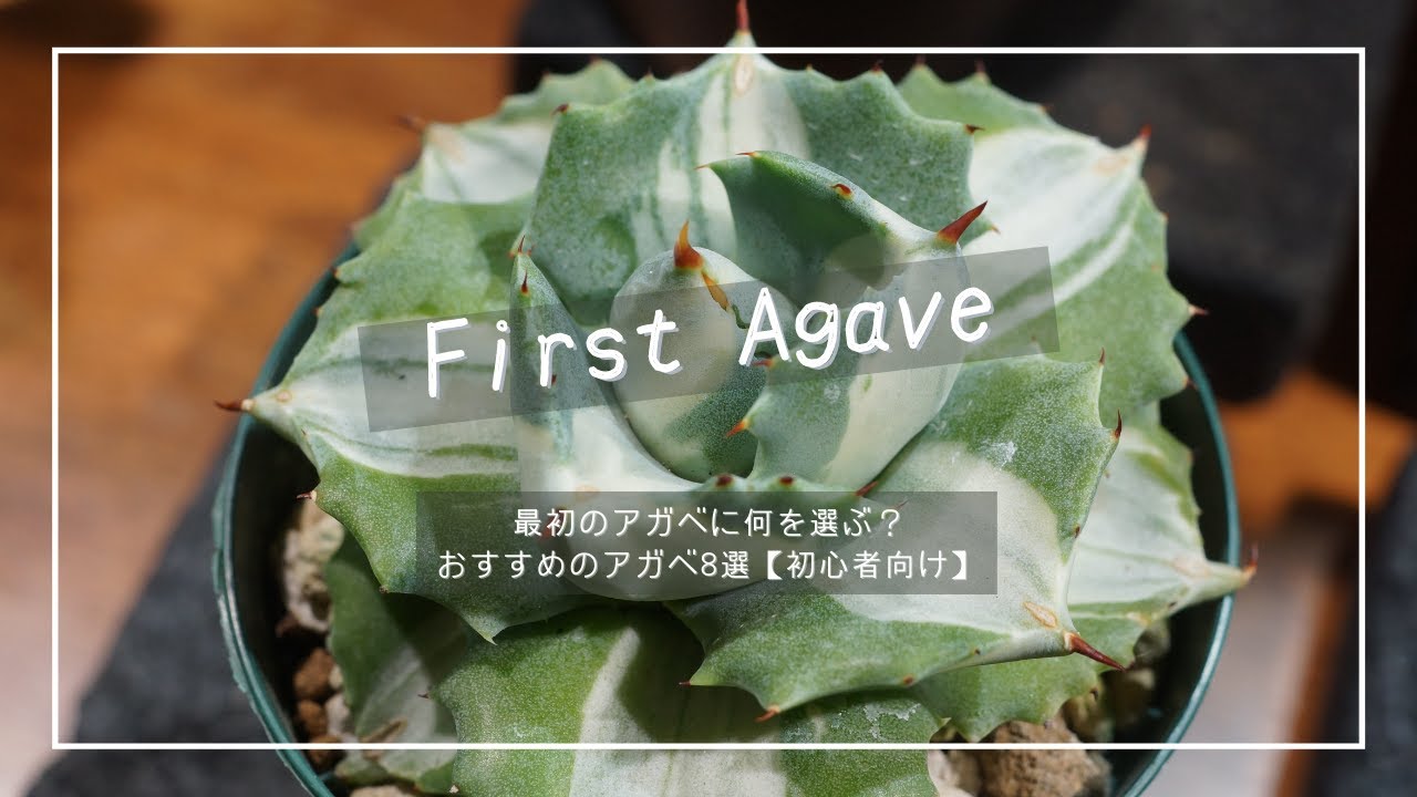 初めてのアガベにおすすめの品種8種ご紹介【初心者向け】｜ELBAZ FARM