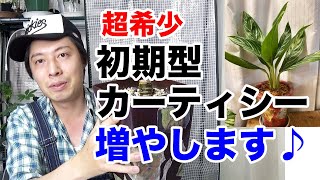 初期型】アグラオネマ ニティドゥム カーティシーを増やす！【レオン