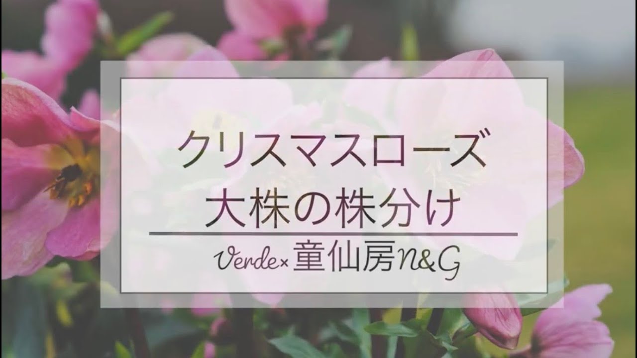 クリスマスローズの株分け【プロ直伝！】育て方お手入れ - YouTube