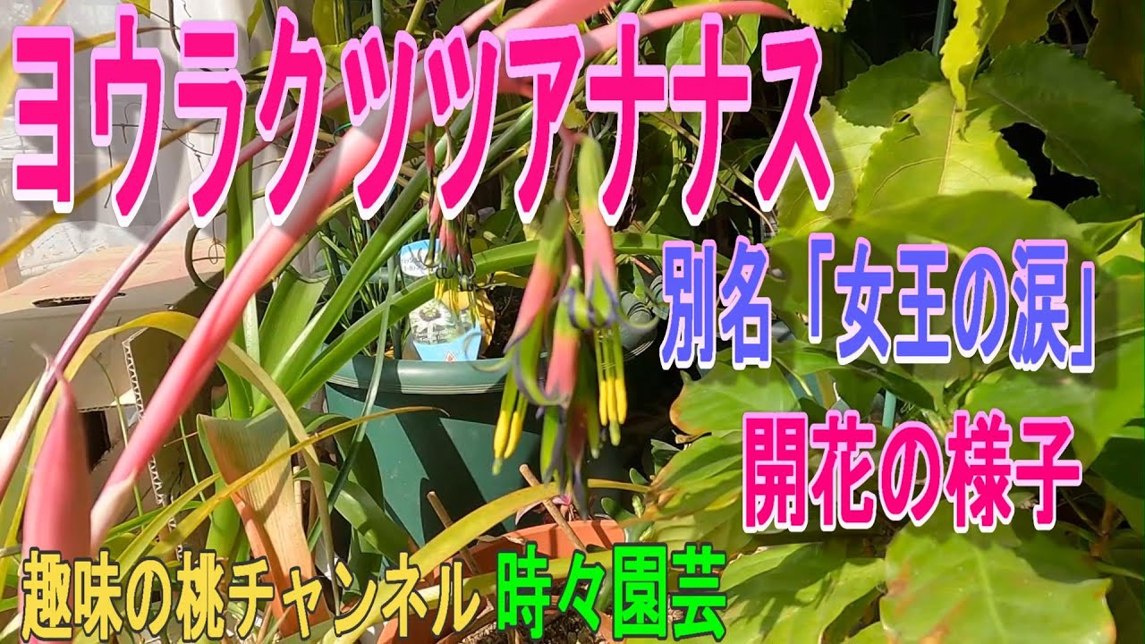 Bromeliad] Also known as 