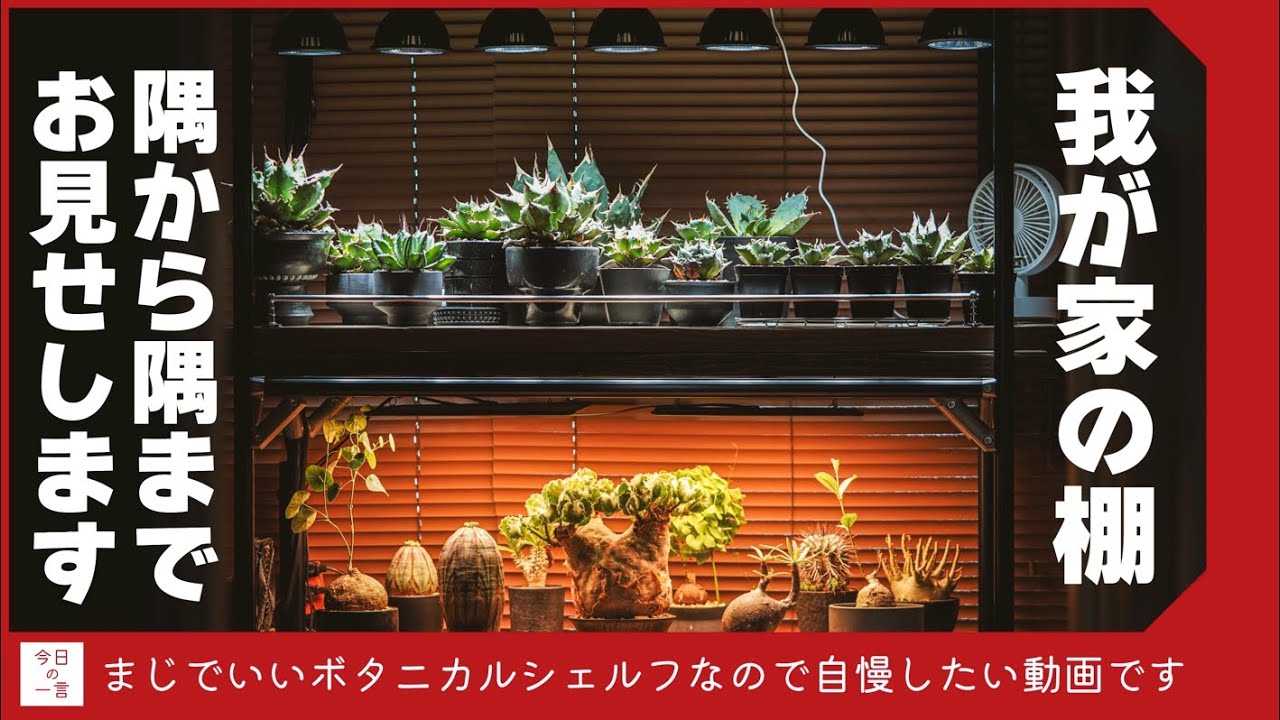 DIY】我が家自慢の植物育成棚/ボタニカルシェルフを余すとこなく紹介し