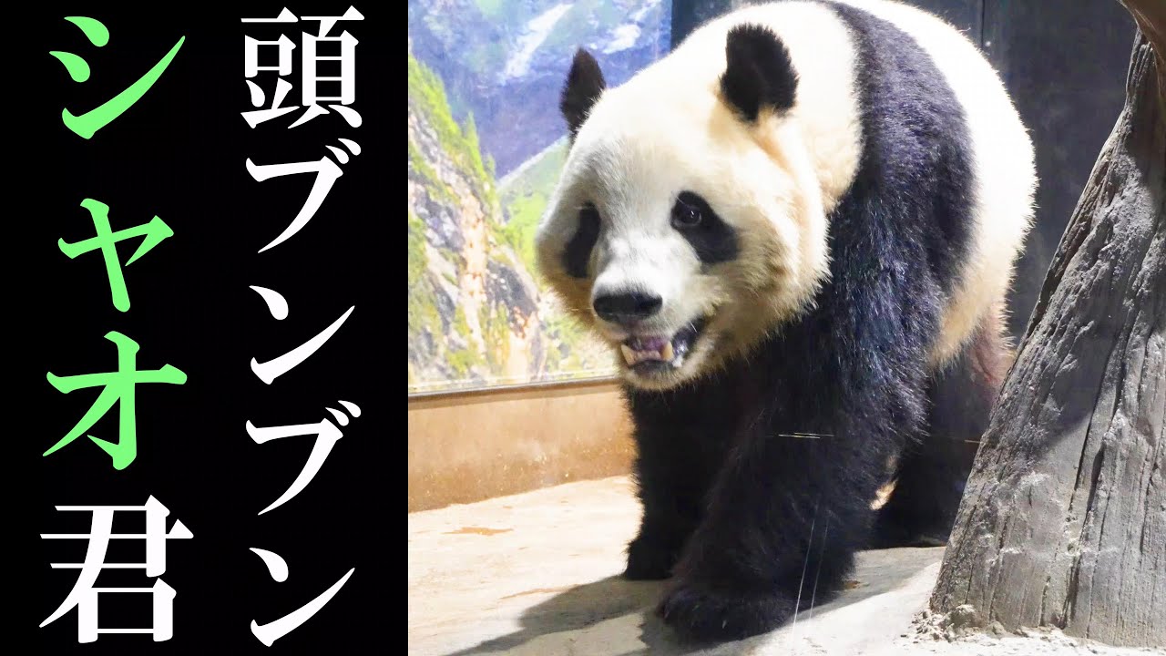 いざ、上野へ】頭ブンブン不機嫌モードのシャオシャオくん 成都の