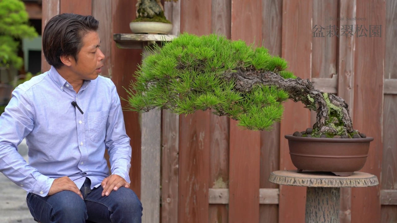 Bunjin Kuromatsu - YouTube