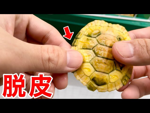 カメの甲羅の脱皮が気持ち良すぎる!! - YouTube