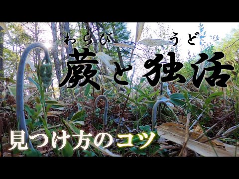 Picking wild vegetables] On a morning walk in the mountains, we