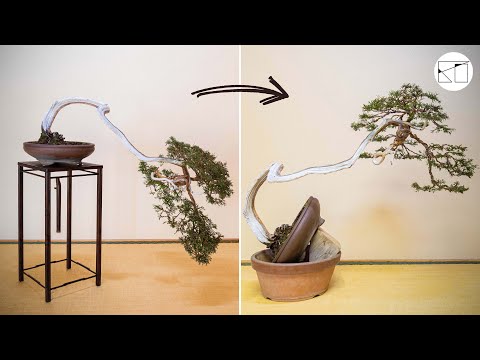 山採り真柏盆栽】懸崖から文人へ思い切った樹形変更と整姿作業 - YouTube