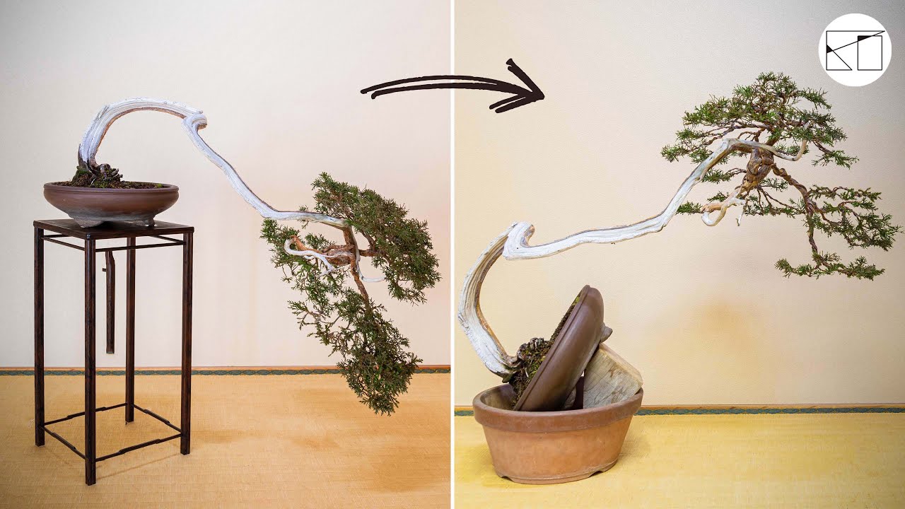 山採り真柏盆栽】懸崖から文人へ思い切った樹形変更と整姿作業 - YouTube