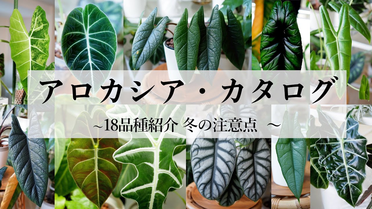 Alocasia Variety Catalog 2023 | Winter Care & Precautions - YouTube