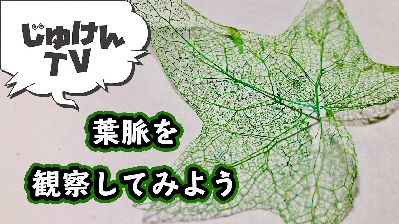 インテリアにも】手作り葉脈標本 - YouTube