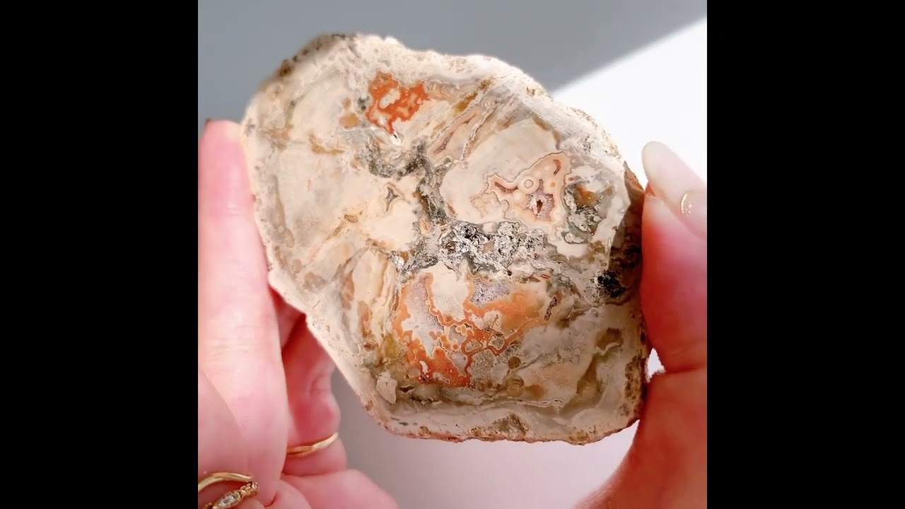 ペトリファイドウッドプレート | プレート | Crystals by Purely