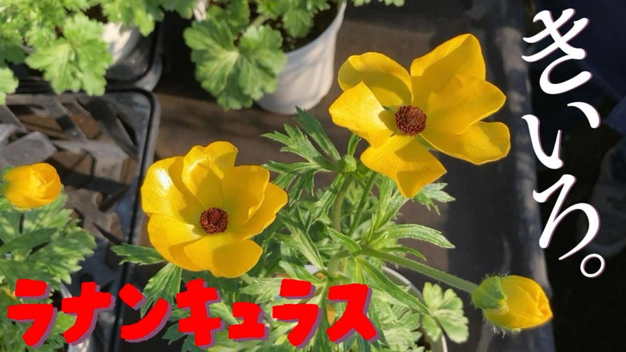 アマルティアは美しい【ラナンキュラス】【園芸のぶチャンネル