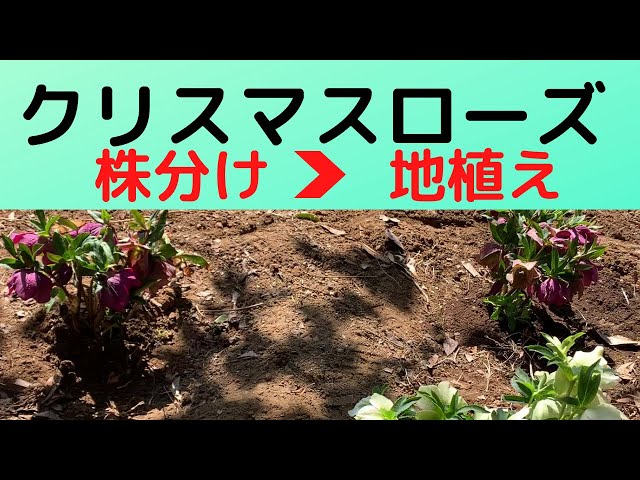 Gardening] I planted some divided Christmas roses in the ground