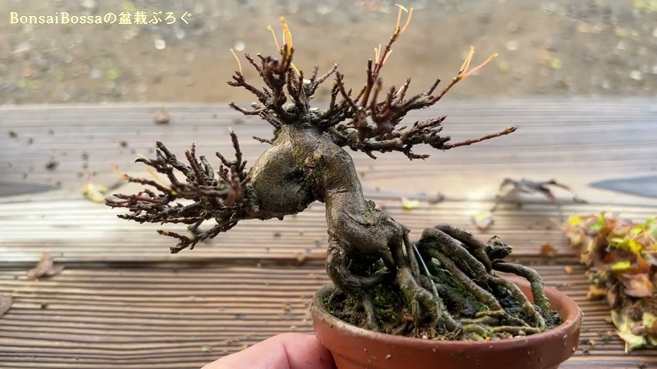 maxresdefault.jpg?sqp=-