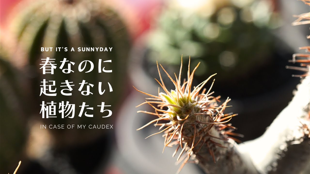 植物の冬越し】休眠中の塊根植物たちの状態をチェックしました 新芽が