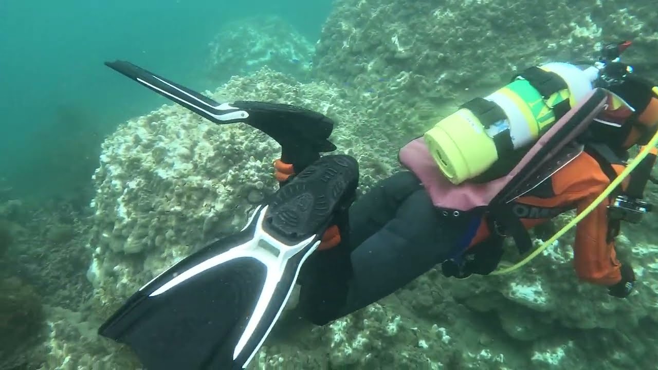 田子はサンゴと海藻が共存する素晴らしい海 - PADIスキューバ