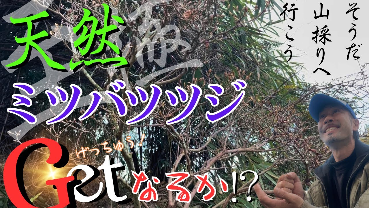 山採り自然樹形] ガマズミ ミヤマガマズミ 美味しい実 - YouTube