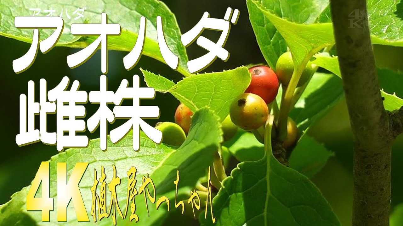 アオハダ雌株の実 2022 - YouTube