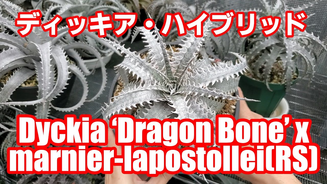 動画：ディッキア・スローイングスター（Dyckia 'Throwing Star'）品種
