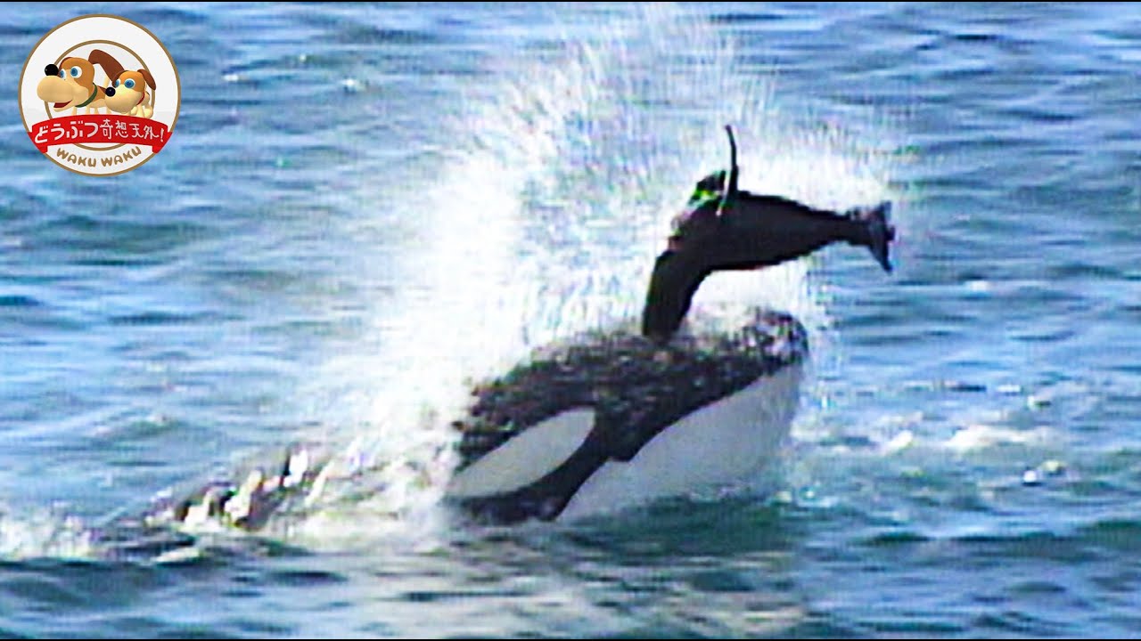 Battle Between Killer Whales and Sea Lions (Part 2)【Amazing