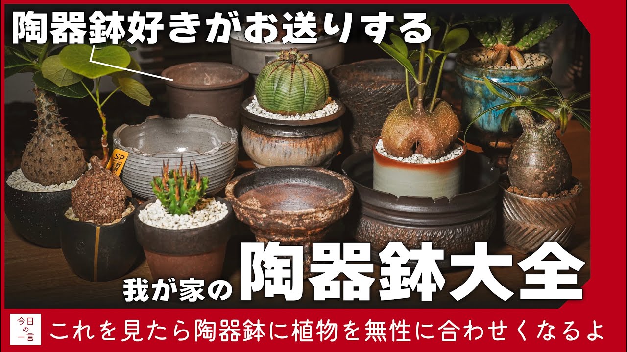 作家鉢】株の魅力を最高に。愛用の作家鉢ご紹介｜芽の巣山｜グラキリス