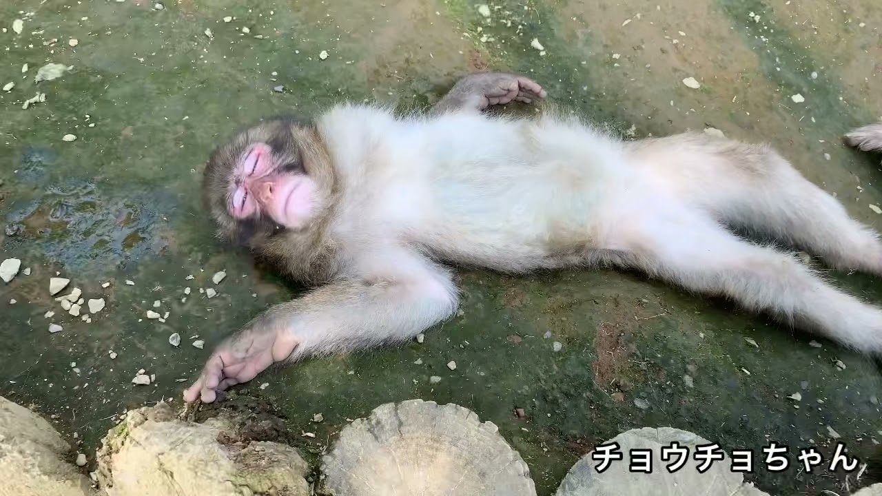 高尾山さる園】おさるさんのかわいい寝姿【SNOW MONKEY】 - YouTube