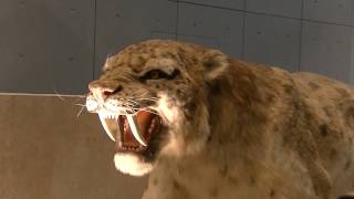 史上最強のネコ科＞スミロドン （サーベルタイガー）