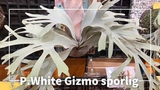 P.White Gizmo sporling. ビカクシダ ホワイトギズモのコルク付け