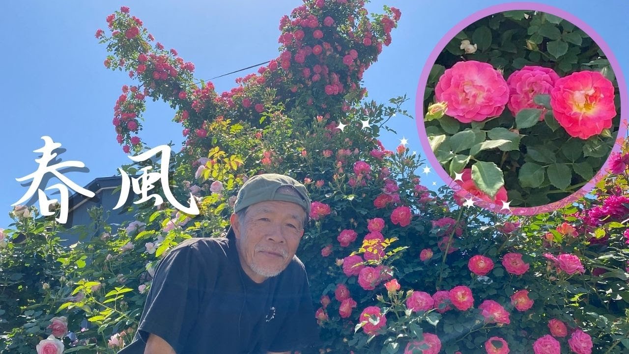 春風 ｜バラ苗の通販の篠宮バラ園