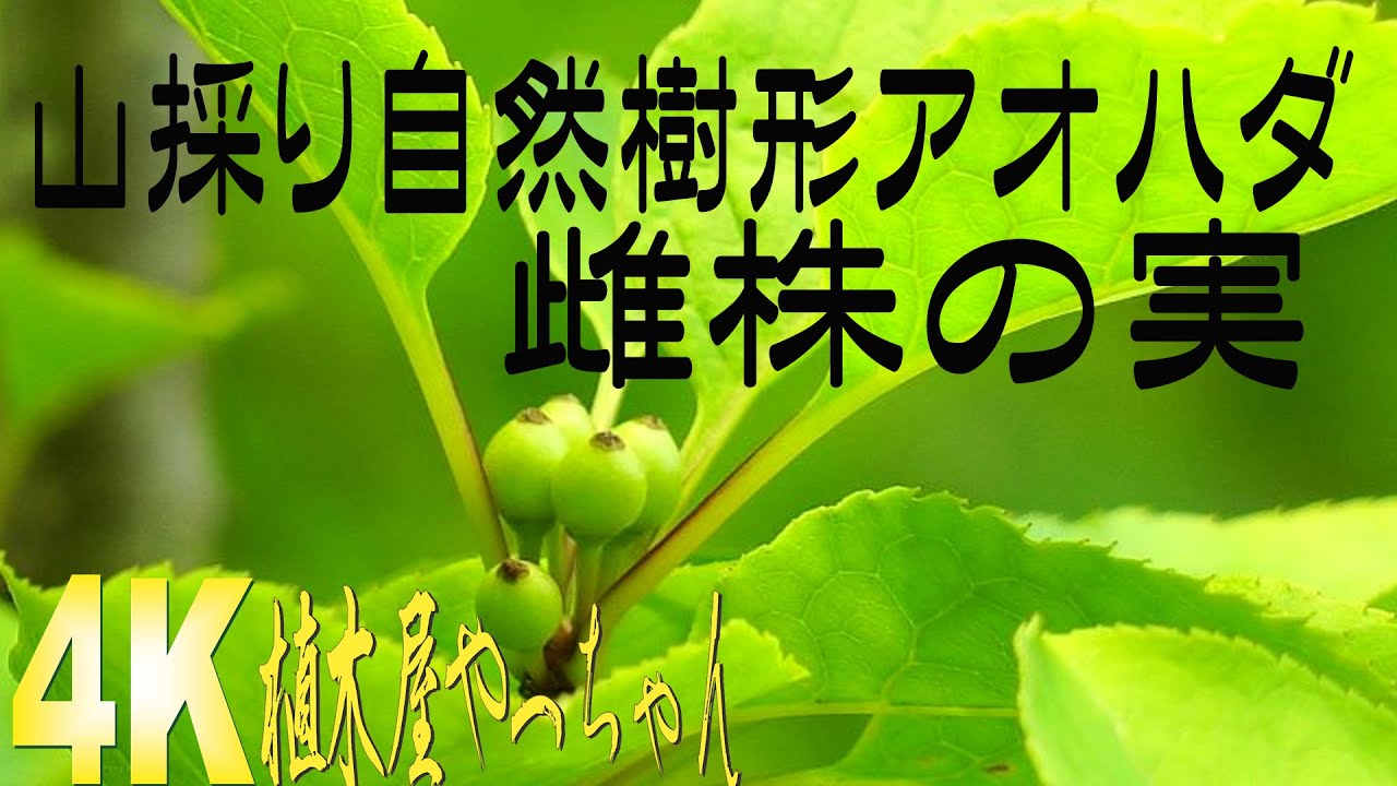 シンボルツリーにおすすめ・アオハダ 青い実2023 - YouTube