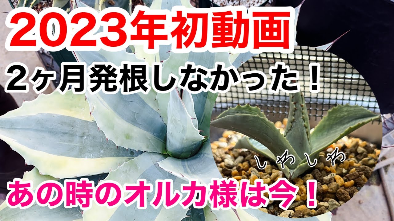 オバティフォリア・オルカ】未発根で2ヶ月！どーなった！？ - YouTube