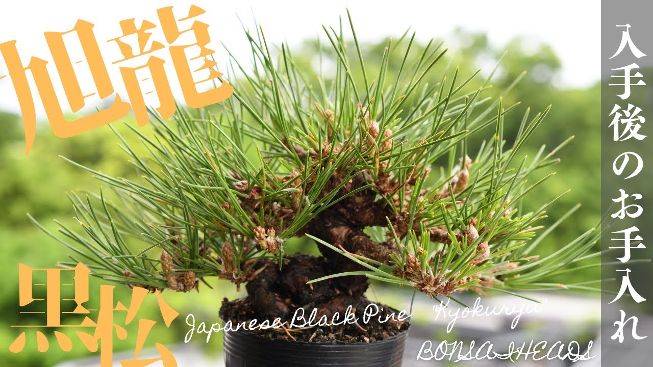 旭龍黒松を初お手入れ！大宮大盆栽祭りの戦利品/Kyokuryuu Black Pine