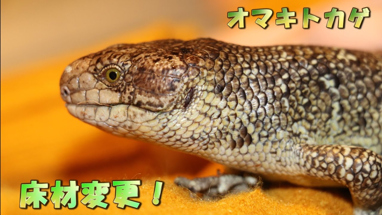 About bedding for mantis shrimp [breeding] monkeytailedskink - YouTube