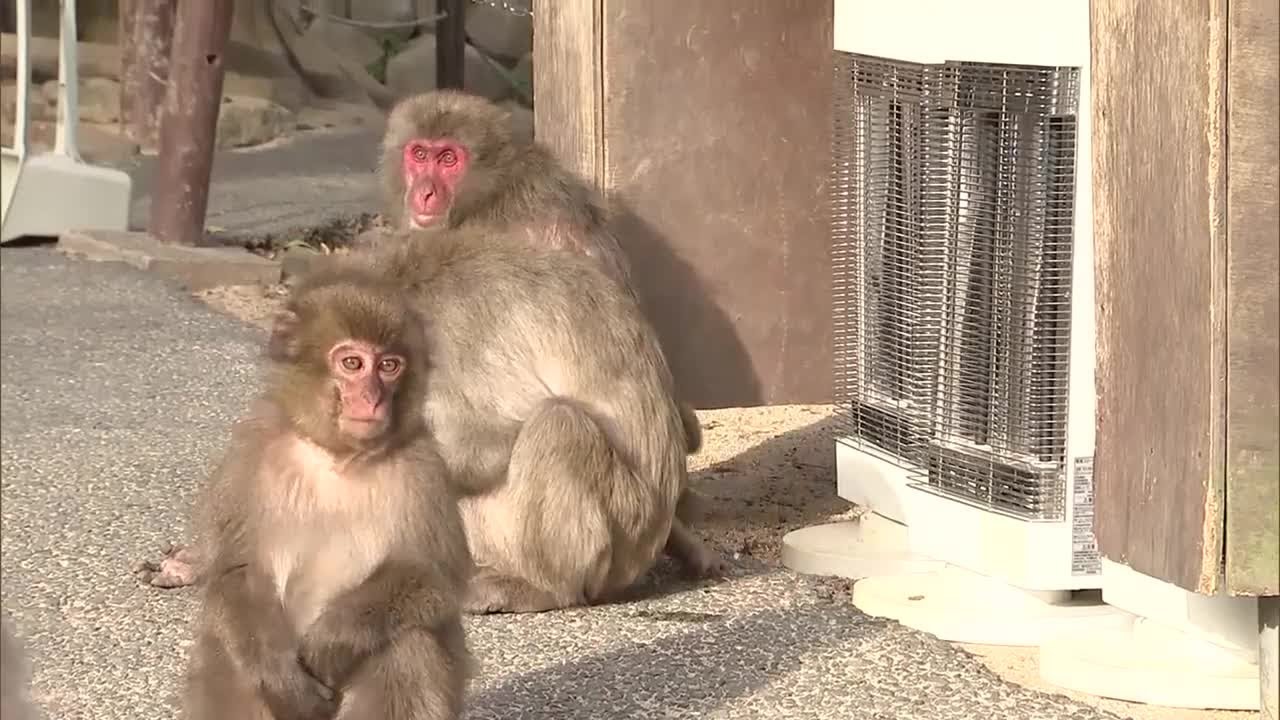 A winter tradition at Takasakiyama, 