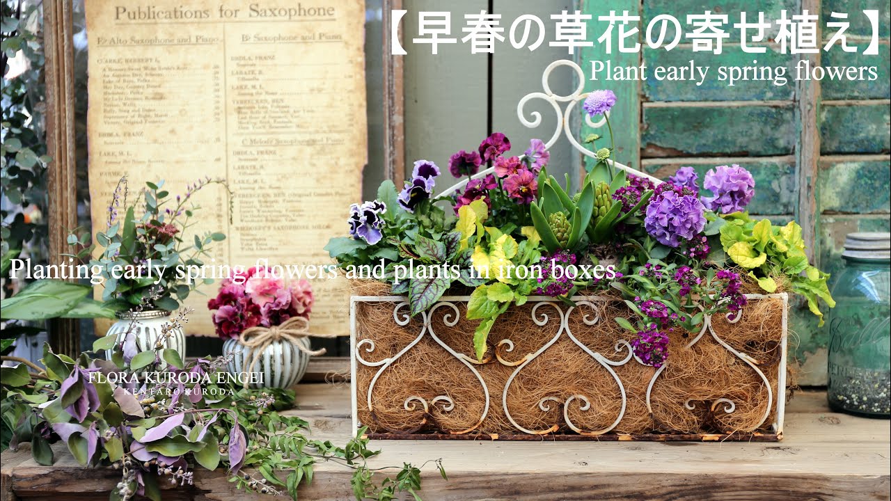 寄せ植え／早春の草花を使ったアイアンBOX 【冬のガーデニング