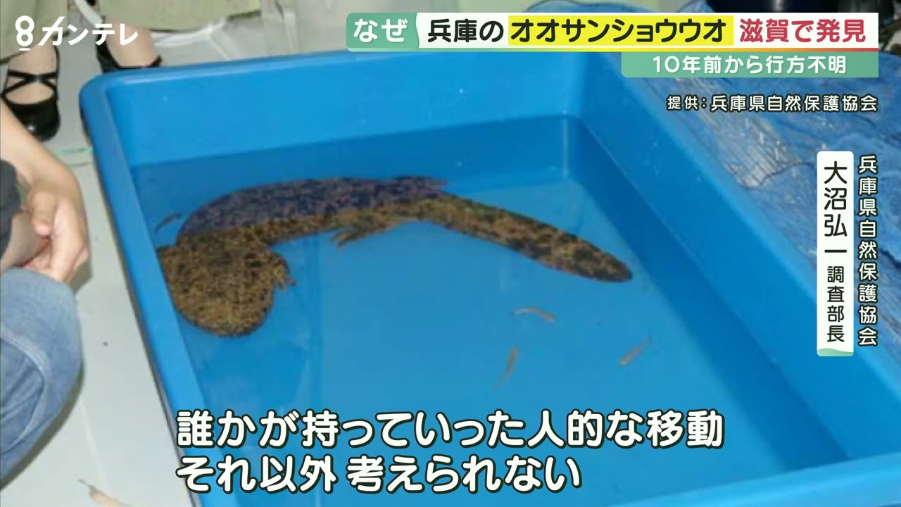A giant salamander that went missing in Hyogo 10 years ago was