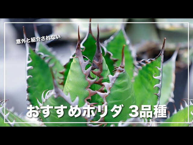 おすすめのアガベ ホリダ 3選！チタノタより育てるのが難しいから最高