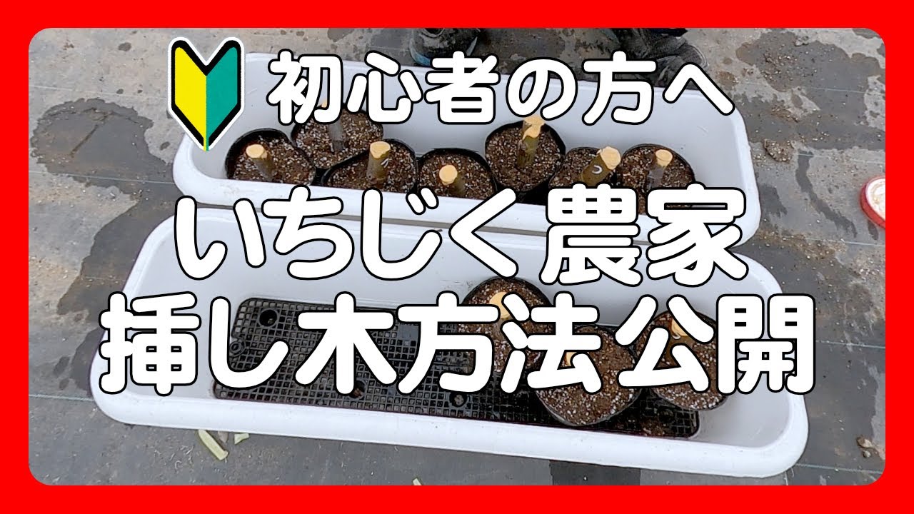 How to Propagate Figs by Cuttings] For Beginners: Fig Farmers