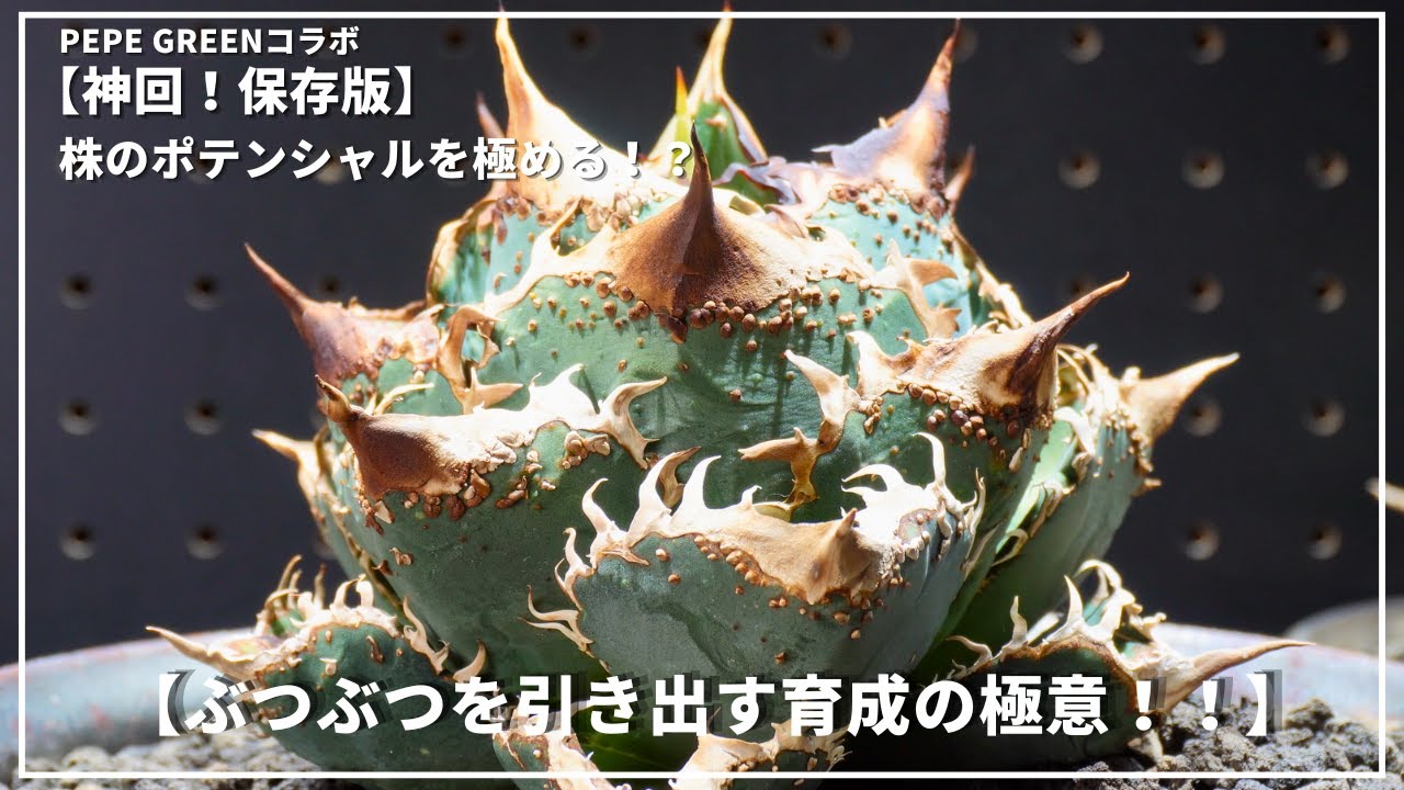 アガベ育成】ぶつぶつを出す環境と管理術！株のポテンシャルを極める
