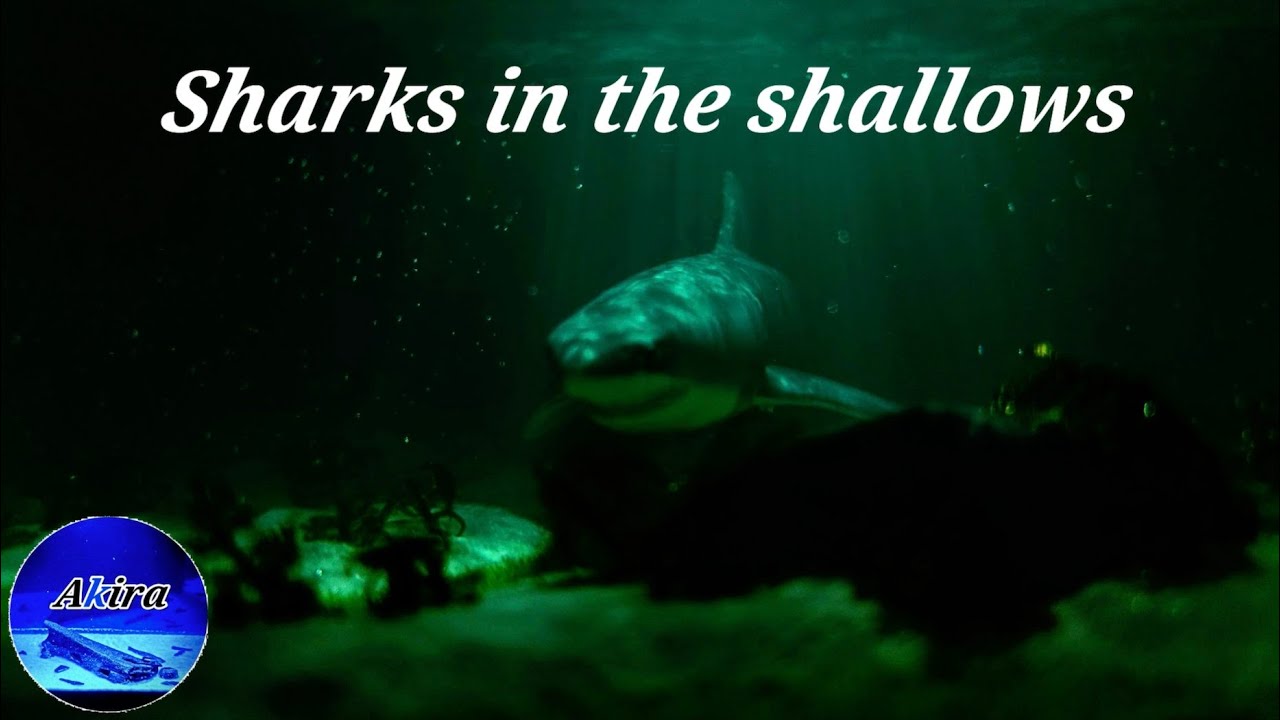 Sharks in the shallows RESIN ART / 浅瀬のサメ【レジン】 - YouTube
