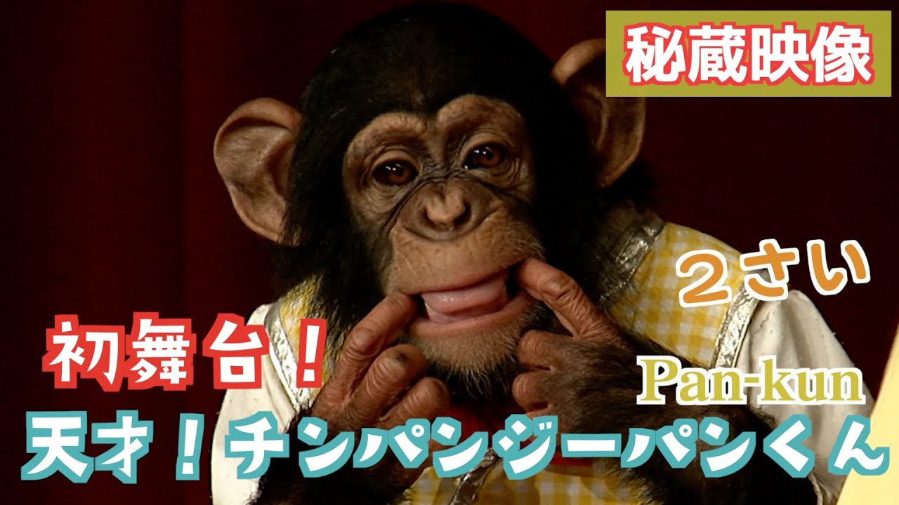1st Anniversary of YouTube Launch❗️【Genius! Chimpanzee Pan-kun
