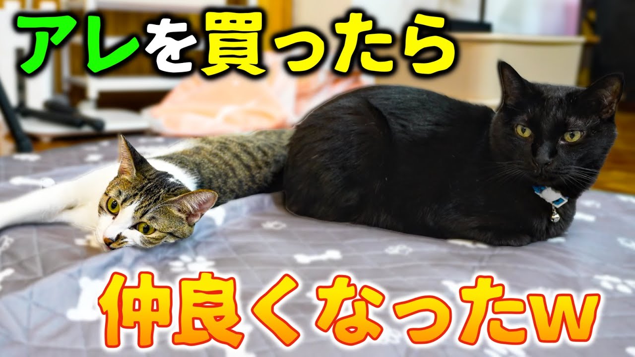 ○○を買ったら、猫たちが仲良くなりました！！！ - YouTube