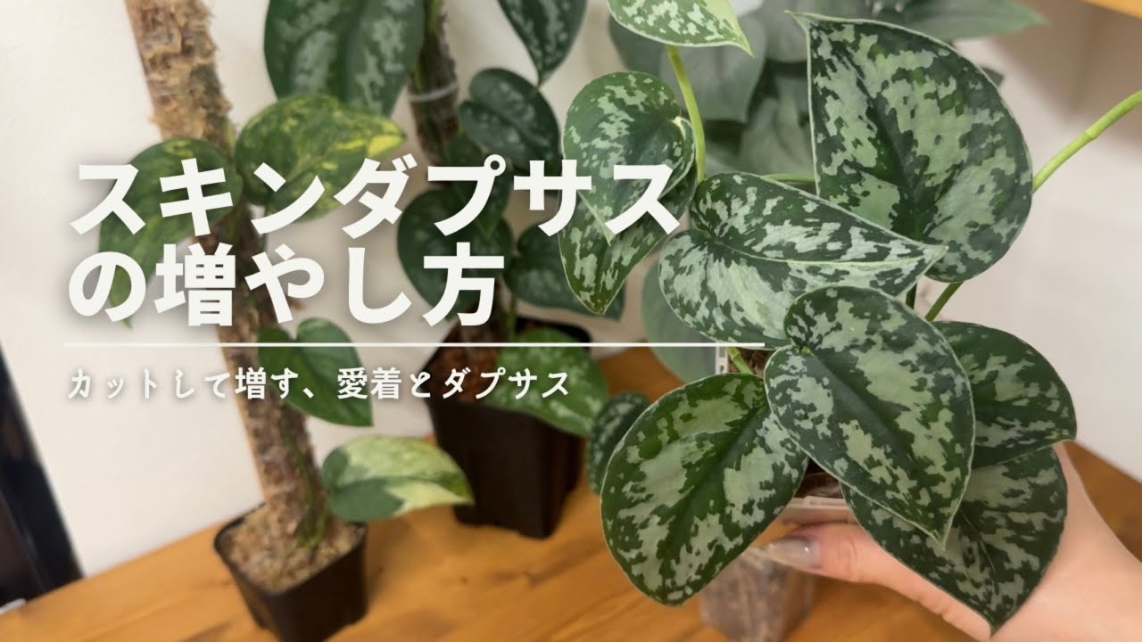 How to propagate Skindapsus] See how it grows from cutting to