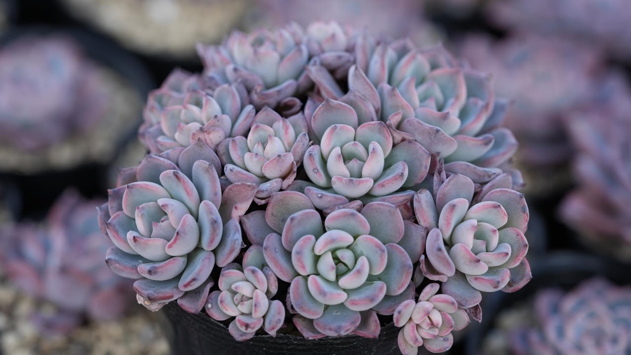 503【こんな多肉みたことない】幸せの青い多肉。丈夫で育てやすくて